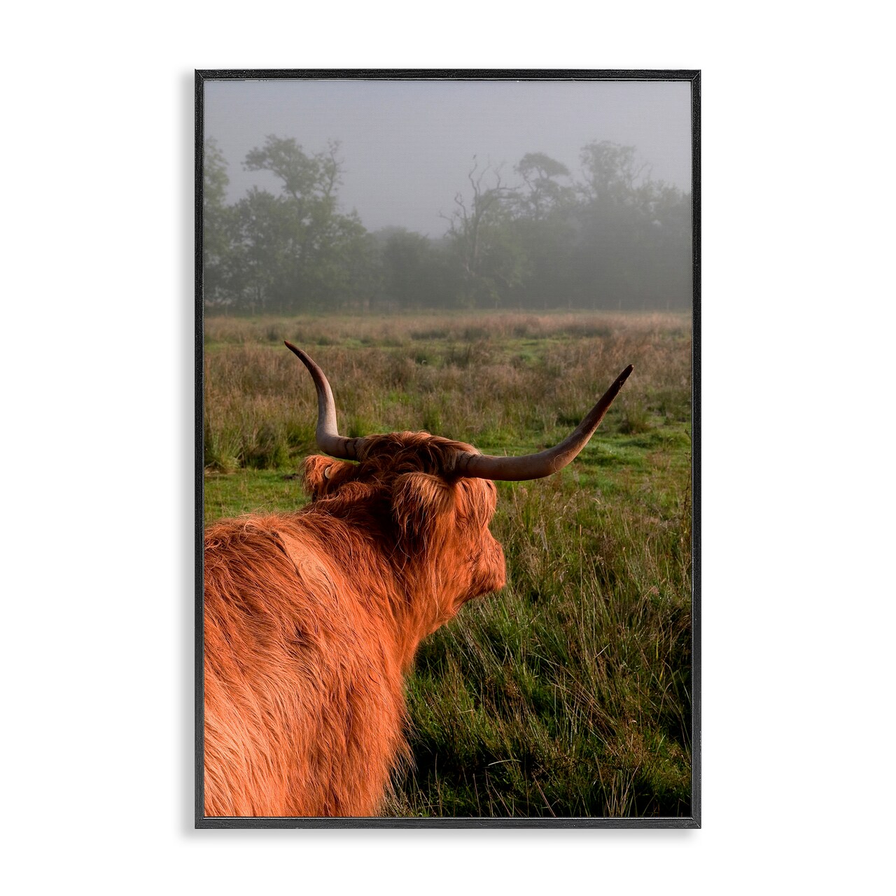 Stupell Industries Highland Cow Gazing Out Framed Giclee, design by Jenny Rainbow Fine Art